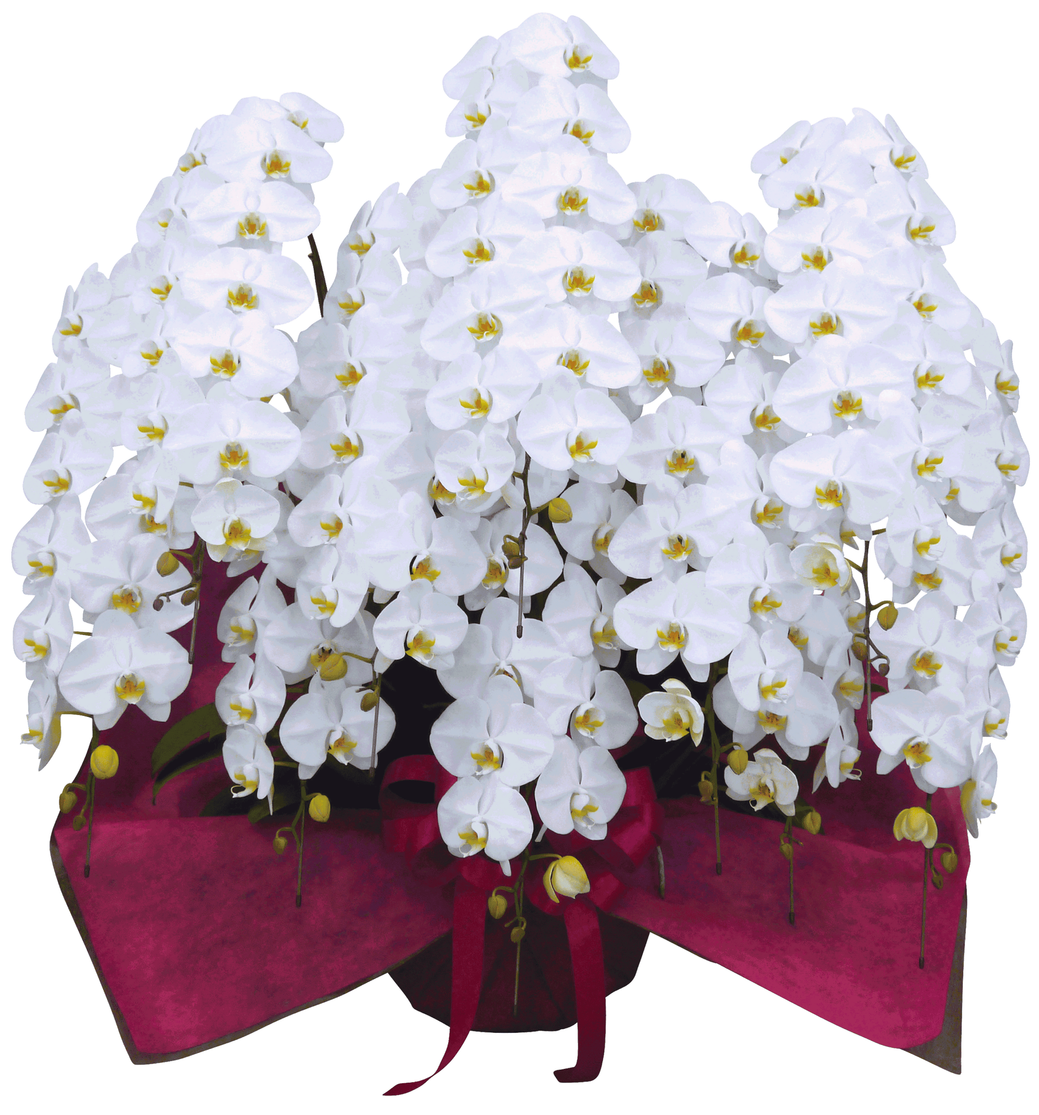 大輪 胡蝶蘭【大阪市内限定】超豪華 10本立（120輪以上）_装花祝花