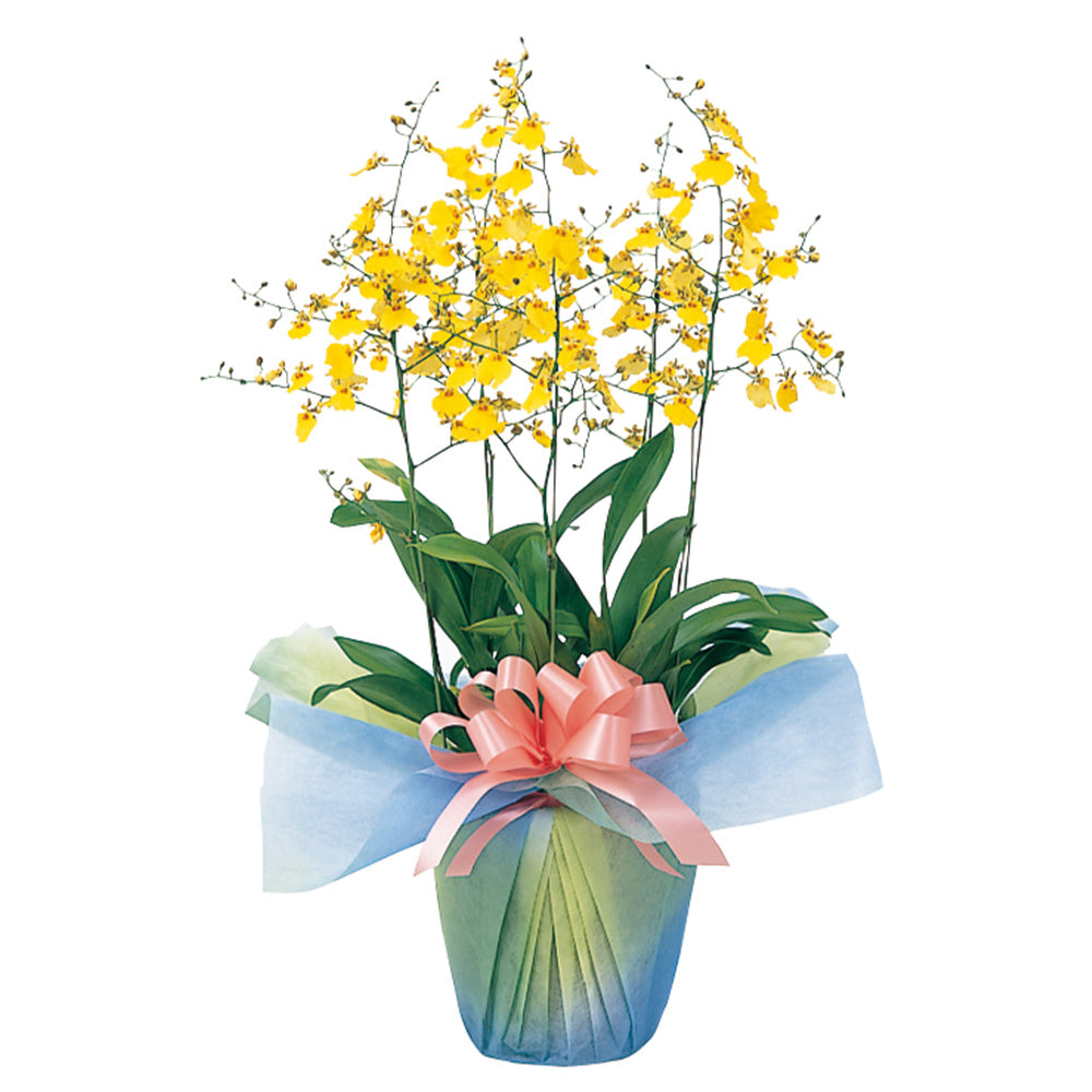 洋蘭各種 – 胡蝶蘭くん